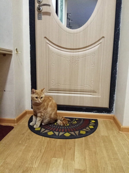 Кошки в нашей жизни. Кошки и все, что с ними связано.