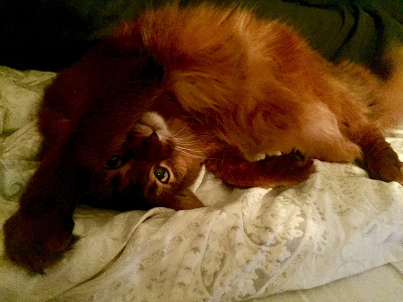 Кошки в нашей жизни. Кошки и все, что с ними связано.