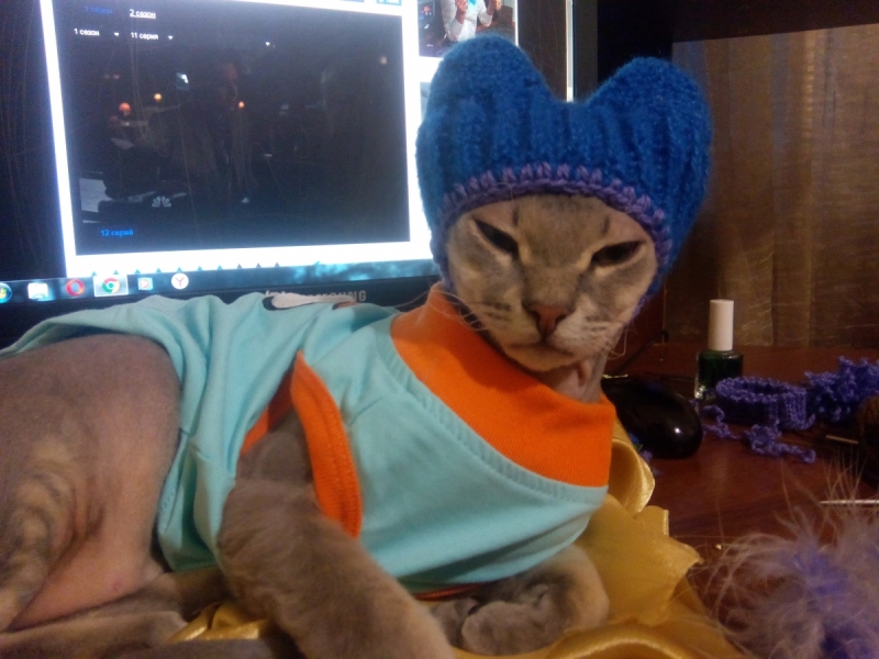 Кошки в нашей жизни. Кошки и все, что с ними связано.