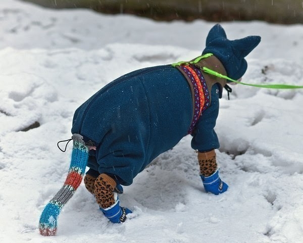 Кошки в нашей жизни. Кошки и все, что с ними связано.