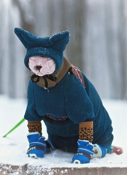 Кошки в нашей жизни. Кошки и все, что с ними связано.