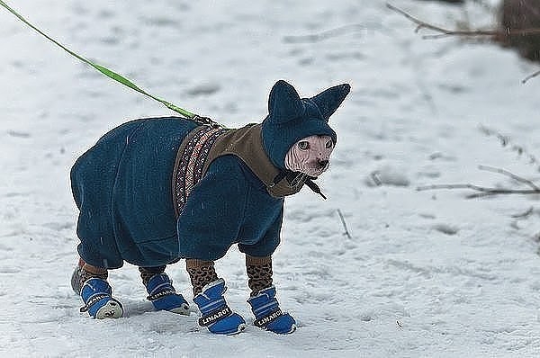 Кошки в нашей жизни. Кошки и все, что с ними связано.