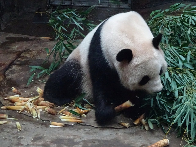 Пекин и сказочное волшебство провинции Гуанси.
