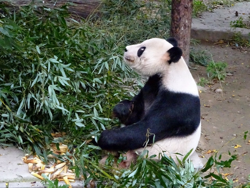 Пекин и сказочное волшебство провинции Гуанси.