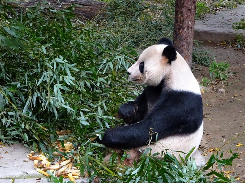 Пекин и сказочное волшебство провинции Гуанси.