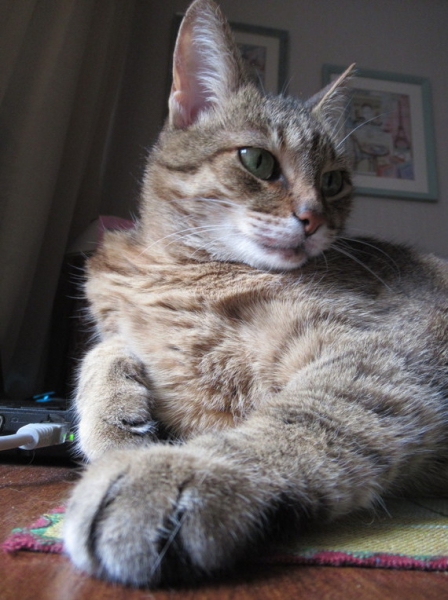 Кошки в нашей жизни. Кошки и все, что с ними связано.