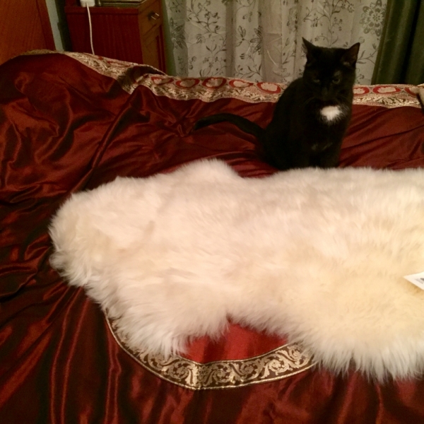 Кошки в нашей жизни. Кошки и все, что с ними связано.