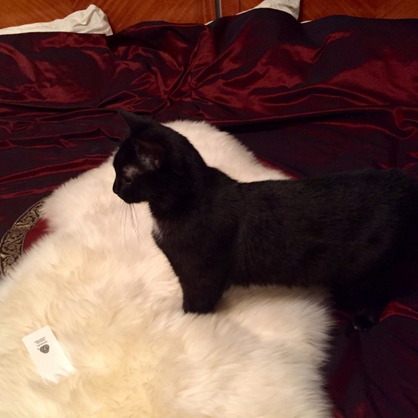 Кошки в нашей жизни. Кошки и все, что с ними связано.