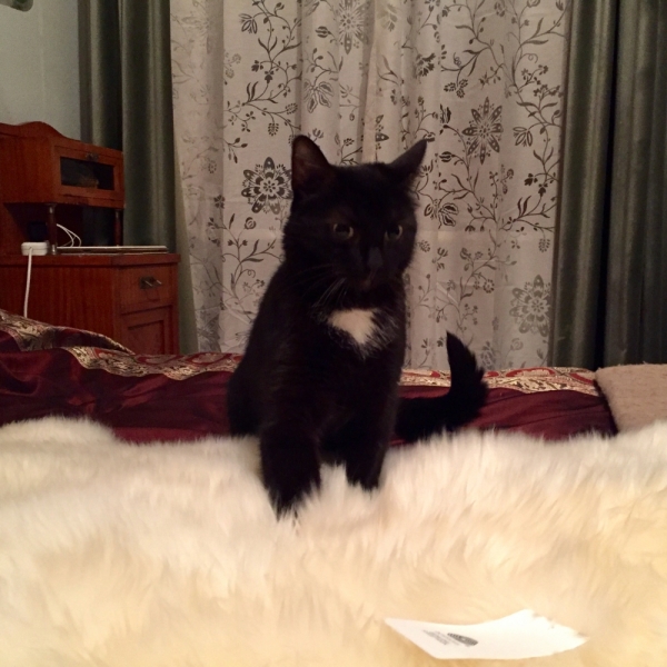 Кошки в нашей жизни. Кошки и все, что с ними связано.