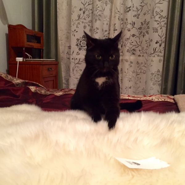 Кошки в нашей жизни. Кошки и все, что с ними связано.