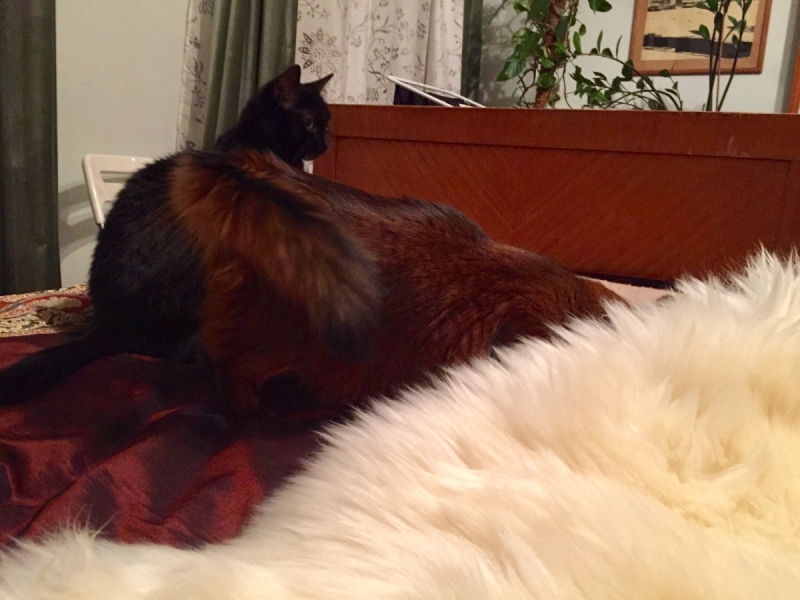 Кошки в нашей жизни. Кошки и все, что с ними связано.