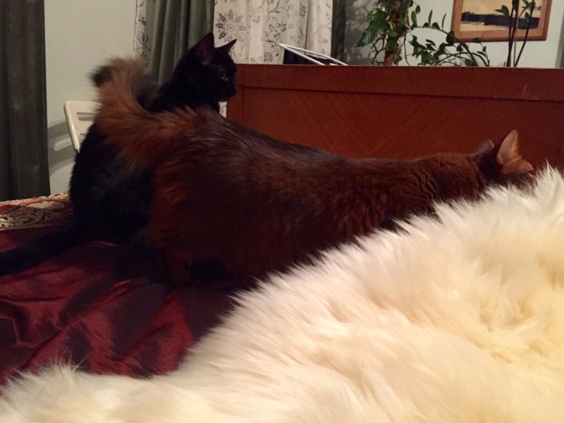 Кошки в нашей жизни. Кошки и все, что с ними связано.