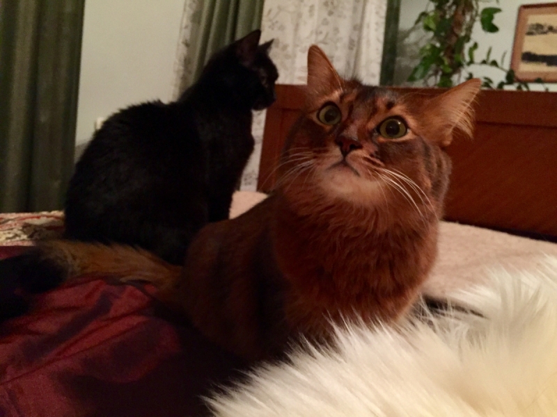 Кошки в нашей жизни. Кошки и все, что с ними связано.