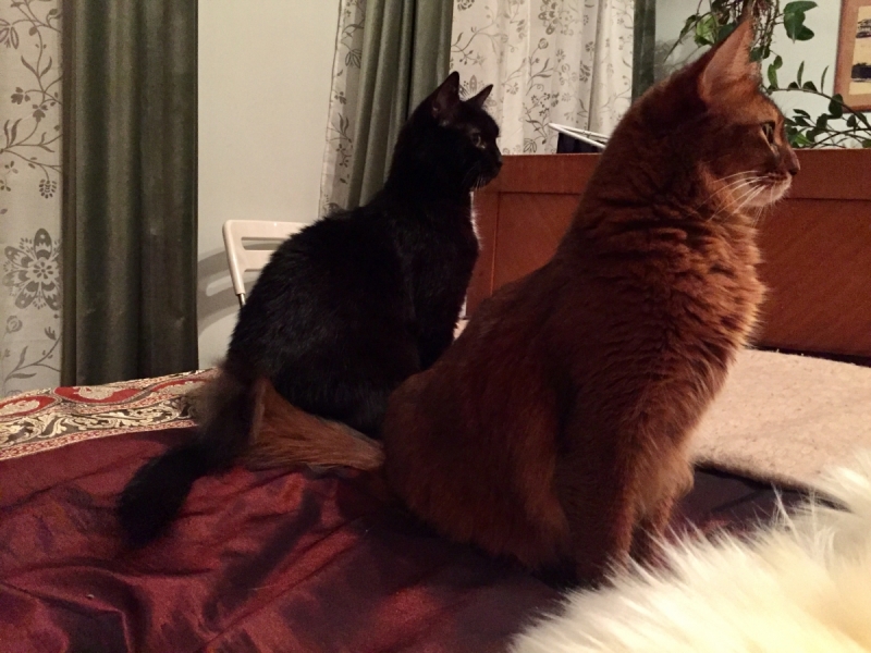 Кошки в нашей жизни. Кошки и все, что с ними связано.