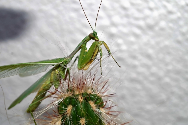 Фотографии животного мира