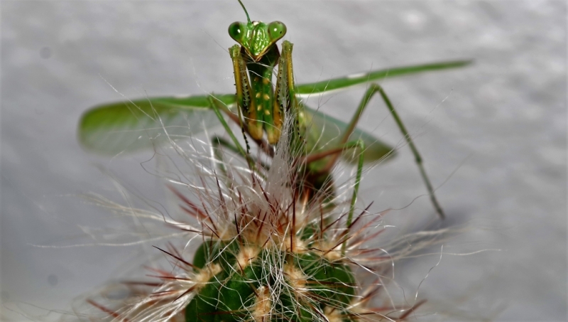 Фотографии животного мира