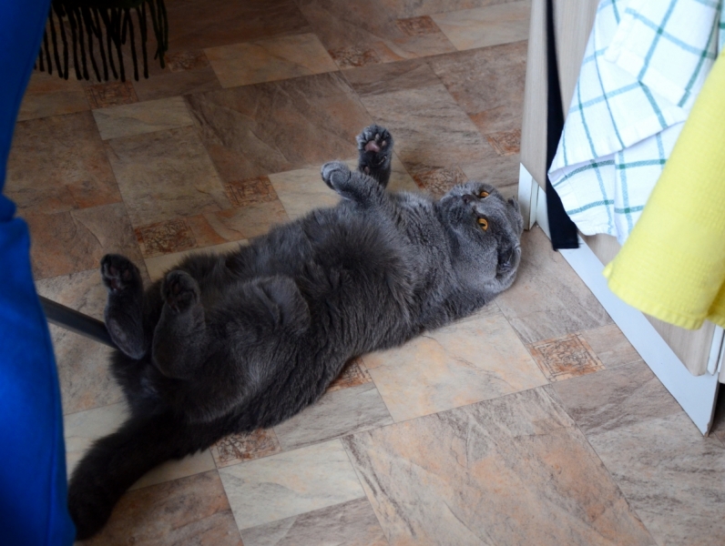 Кошки в нашей жизни. Кошки и все, что с ними связано.