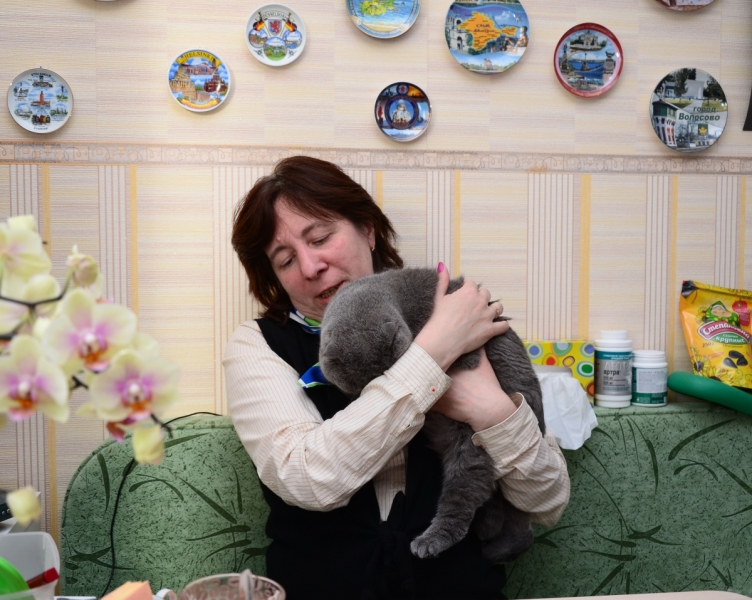 Кошки в нашей жизни. Кошки и все, что с ними связано.