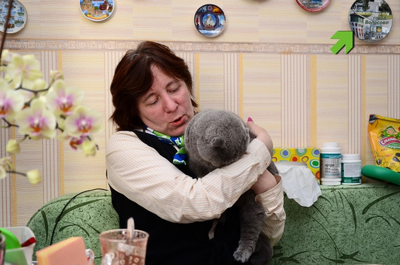 Кошки в нашей жизни. Кошки и все, что с ними связано.