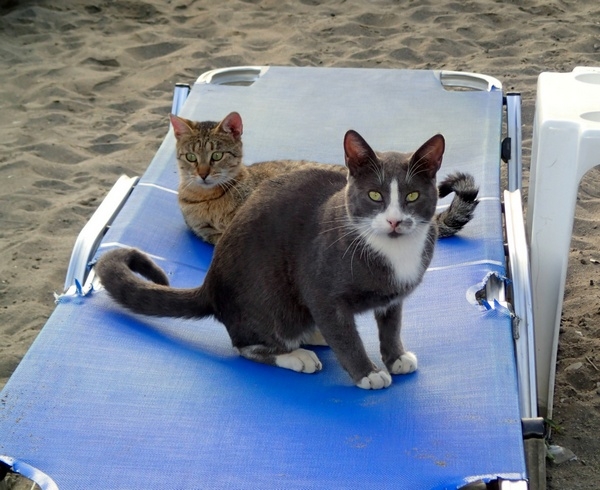 Кошки в нашей жизни. Кошки и все, что с ними связано.