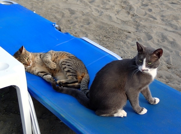 Кошки в нашей жизни. Кошки и все, что с ними связано.