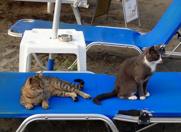 Кошки в нашей жизни. Кошки и все, что с ними связано.