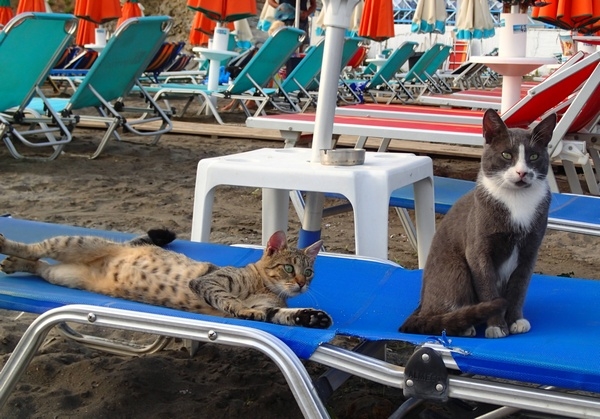 Кошки в нашей жизни. Кошки и все, что с ними связано.