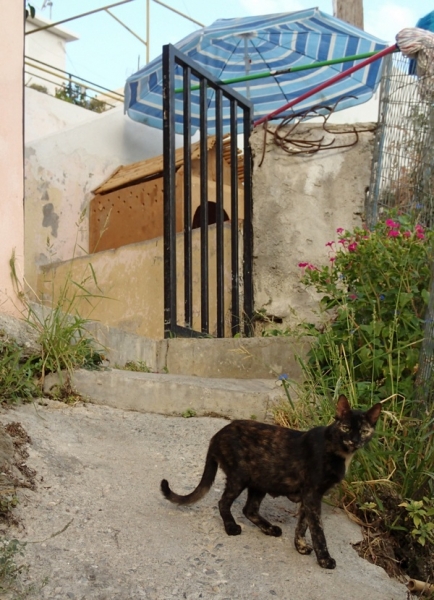 Кошки в нашей жизни. Кошки и все, что с ними связано.