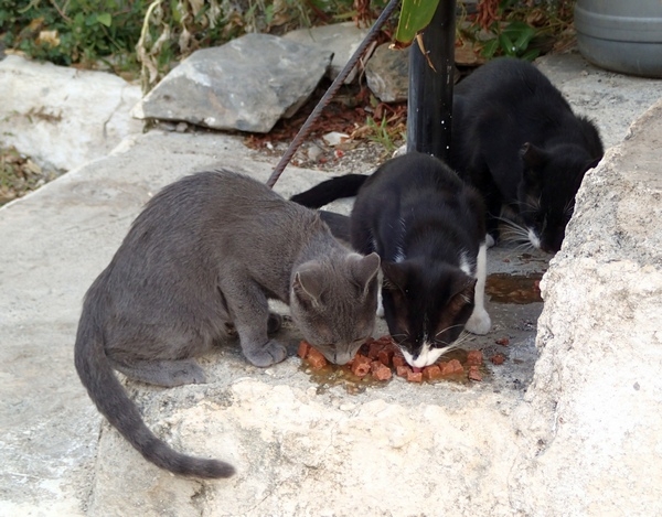 Кошки в нашей жизни. Кошки и все, что с ними связано.