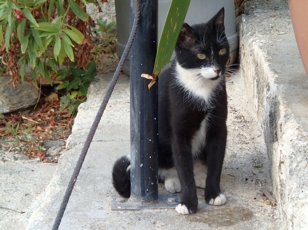 Кошки в нашей жизни. Кошки и все, что с ними связано.