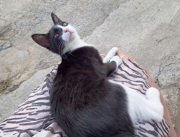 Кошки в нашей жизни. Кошки и все, что с ними связано.