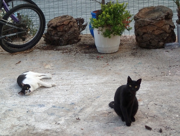 Кошки в нашей жизни. Кошки и все, что с ними связано.