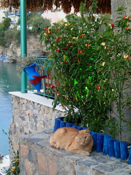 Кошки в нашей жизни. Кошки и все, что с ними связано.