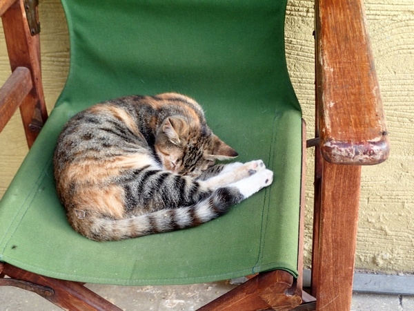 Кошки в нашей жизни. Кошки и все, что с ними связано.