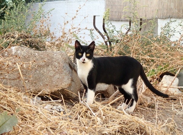 Кошки в нашей жизни. Кошки и все, что с ними связано.