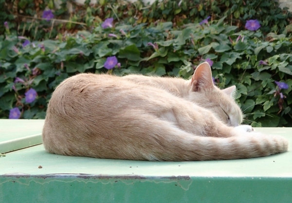 Кошки в нашей жизни. Кошки и все, что с ними связано.