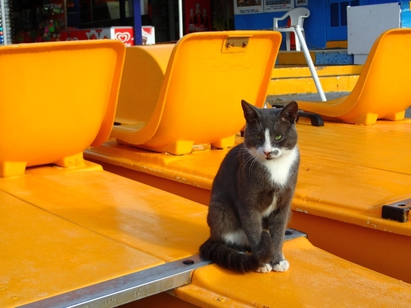 Кошки в нашей жизни. Кошки и все, что с ними связано.