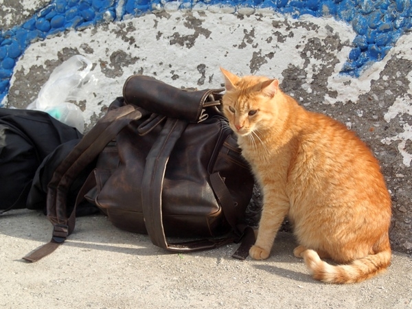 Кошки в нашей жизни. Кошки и все, что с ними связано.