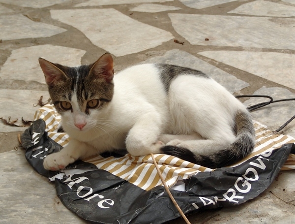 Кошки в нашей жизни. Кошки и все, что с ними связано.