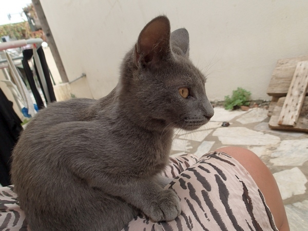 Кошки в нашей жизни. Кошки и все, что с ними связано.