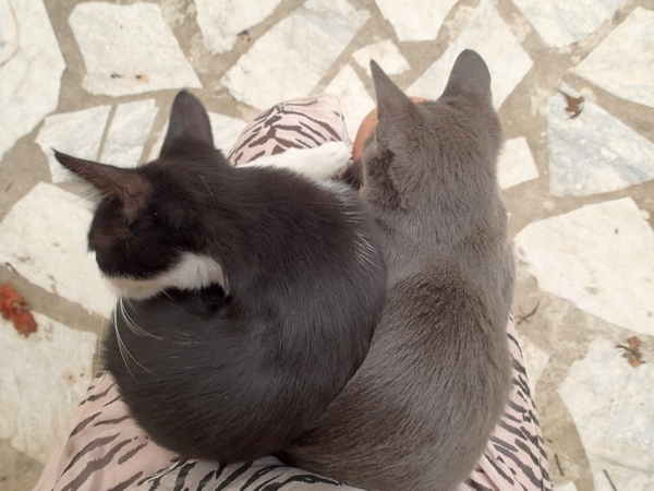 Кошки в нашей жизни. Кошки и все, что с ними связано.