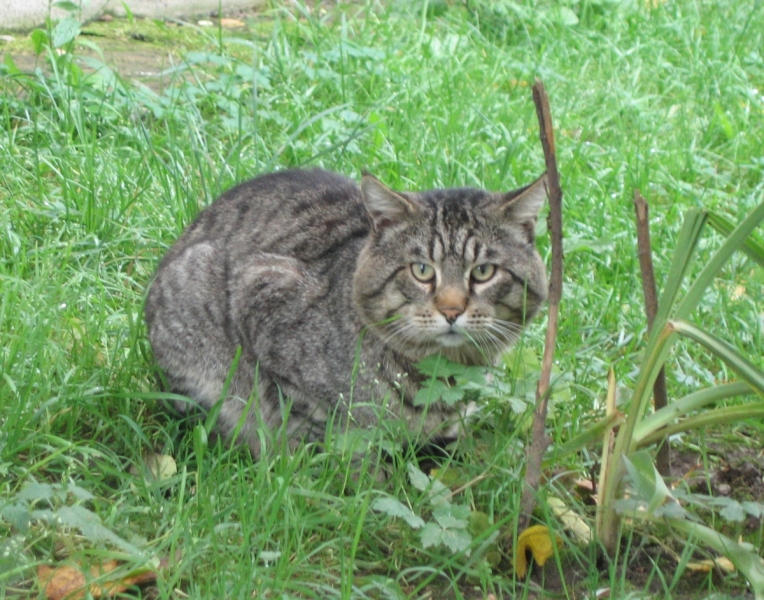 Кошки в нашей жизни. Кошки и все, что с ними связано.