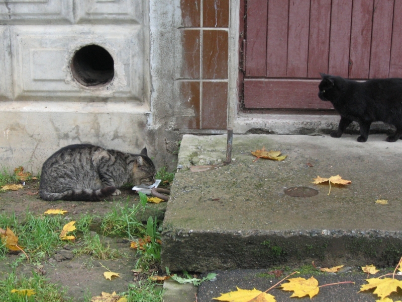 Кошки в нашей жизни. Кошки и все, что с ними связано.