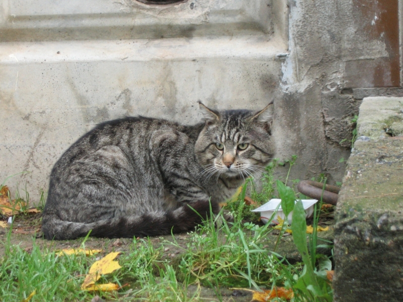 Кошки в нашей жизни. Кошки и все, что с ними связано.