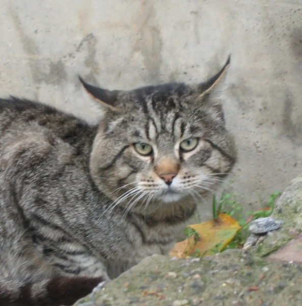 Кошки в нашей жизни. Кошки и все, что с ними связано.