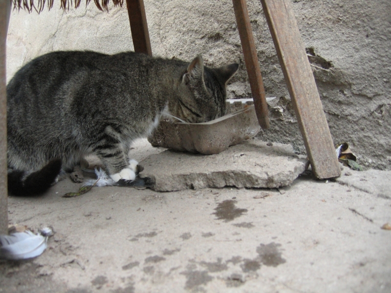 Кошки в нашей жизни. Кошки и все, что с ними связано.