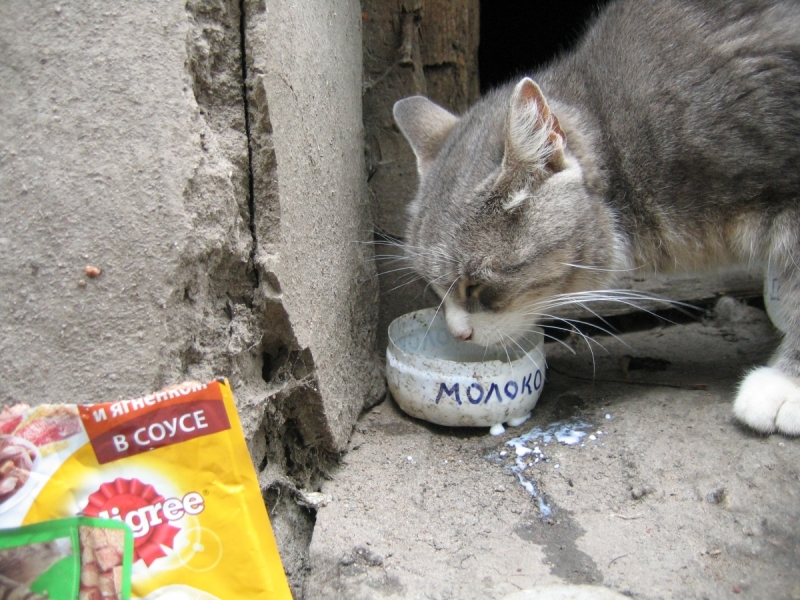 Кошки в нашей жизни. Кошки и все, что с ними связано.