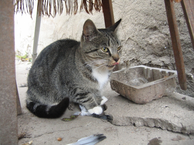 Кошки в нашей жизни. Кошки и все, что с ними связано.