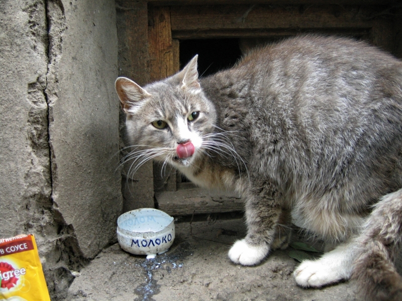 Кошки в нашей жизни. Кошки и все, что с ними связано.
