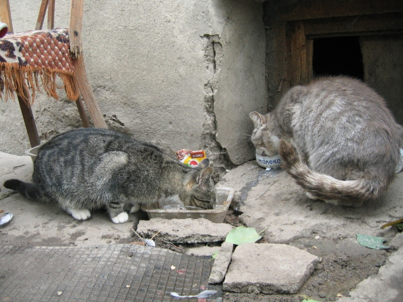 Кошки в нашей жизни. Кошки и все, что с ними связано.